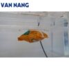 Máy kiểm tra độ kín áp suất dương RDM BLT-P